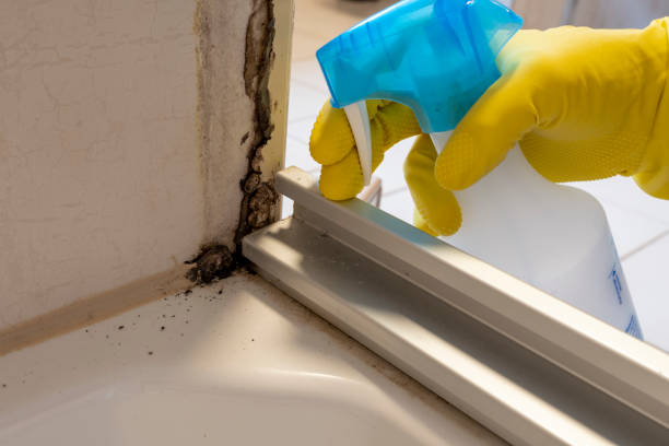 Best Local Mold Removal Service  in Stuttgt, AR