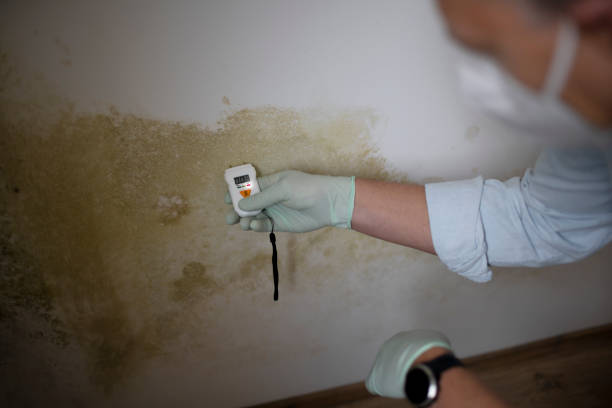 Best Attic Mold Removal  in Stuttgt, AR