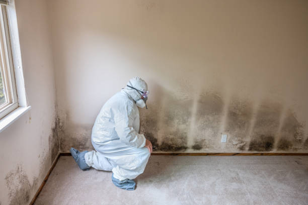 Best Mold Cleaning Services  in Stuttgt, AR
