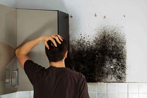 Best Emergency Mold Removal  in Stuttgt, AR